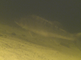 Een snoekbaars zwemt en ligt op de zandbodem van de Vinkeveense Plassen