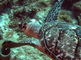 Zeeschildpad zit op het koraal