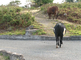 Vee en huisdieren lopen los op het hele eiland