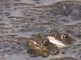 Parende bruine kikkers in water