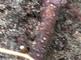 Een behaarde rode bosmier sleept met zaad van brem