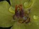 Extreme close-up van de bloem van de zwarte toorts