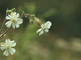 Bloeistengel van avondkoekoeksbloem