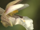 Close-up van bloem van moeraswespenorchis vanaf zijkant