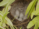 Witte kwikstaart bij nest met eieren