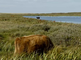 Begrazing in het Grote Vlak