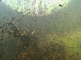 Kikkervisjes zwemmen in de duinplas