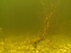 Dode bomen onderwater in een meer